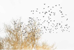 Fototapetas su medžiais ir paukščiais 200cm x 280cm