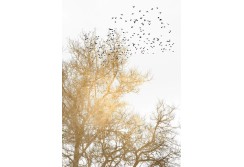 Fototapetas su medžiais ir paukščiais 200cm x 280cm