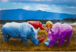 Paveikslas Rhino Colore
