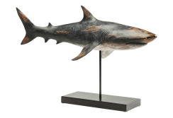 Dekoracija Shark Base