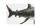 Dekoracija Shark Base