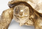 Dekoracija Turtle Gold